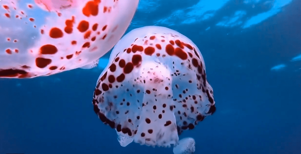 Google AI video
